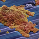 Image for article titled Are We At The Dawn Of The Age of Epidemics?
